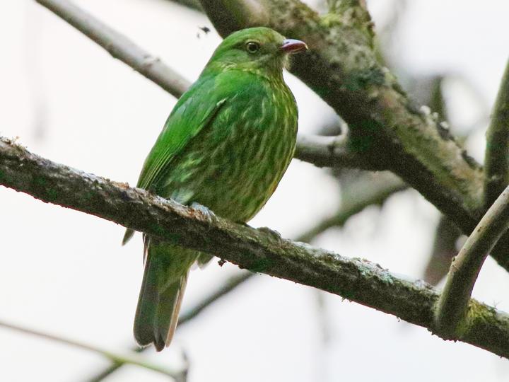 Masked Fruiteater
