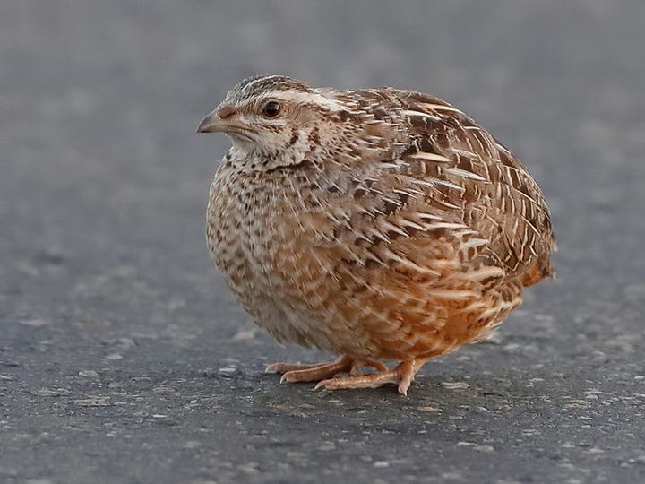 Harlequin Quail