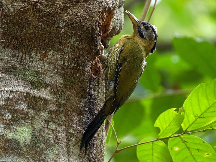 Laced Woodpecker
