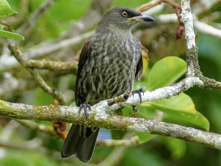 Micronesian Starling