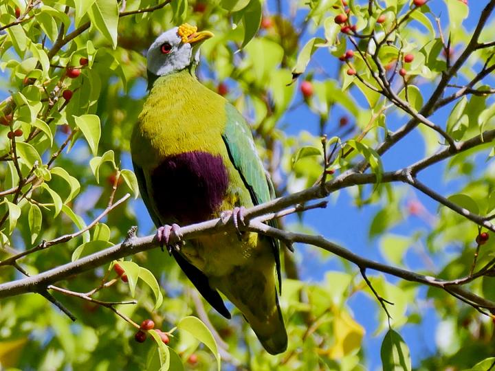 Carunculated Fruit Dove