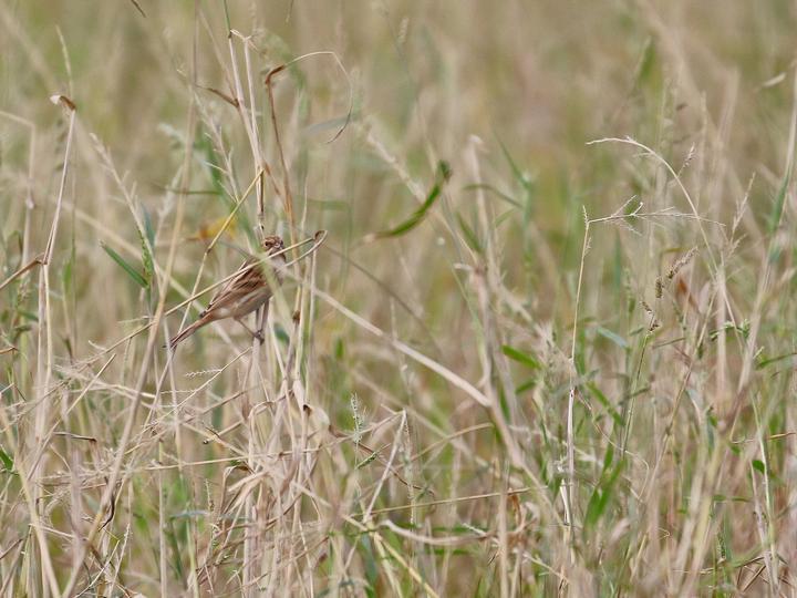 Pallas's Reed Bunting