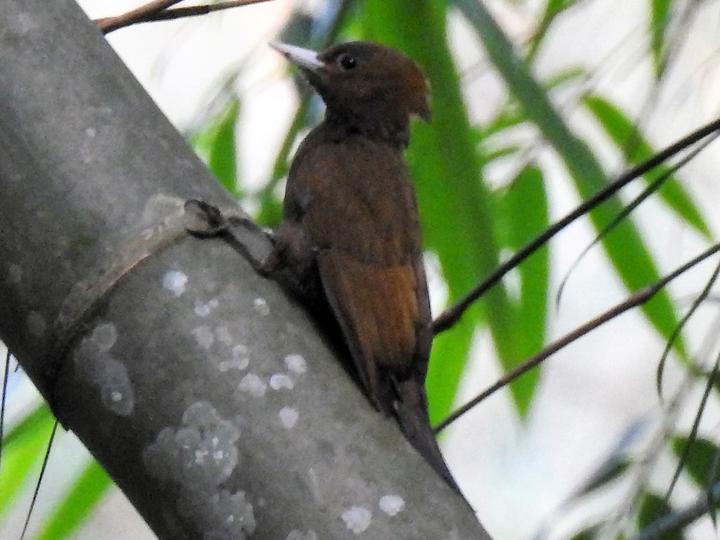 Bamboo Woodpecker