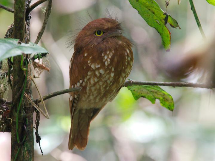 Sumatran Frogmouth