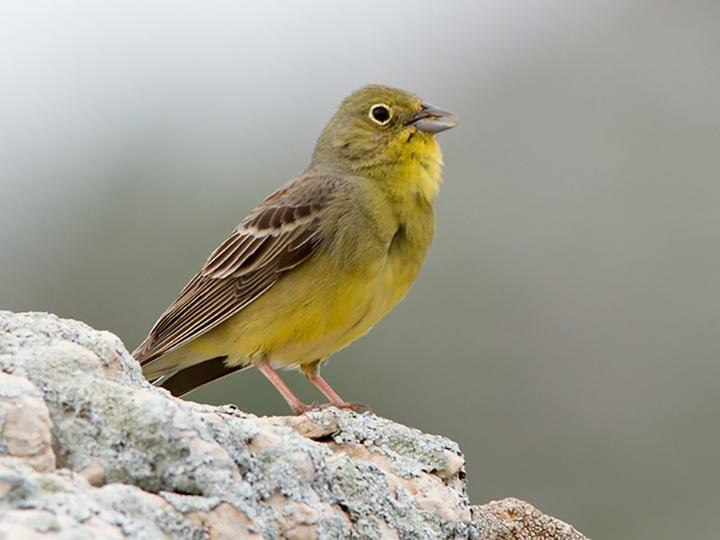 Cinereous Bunting