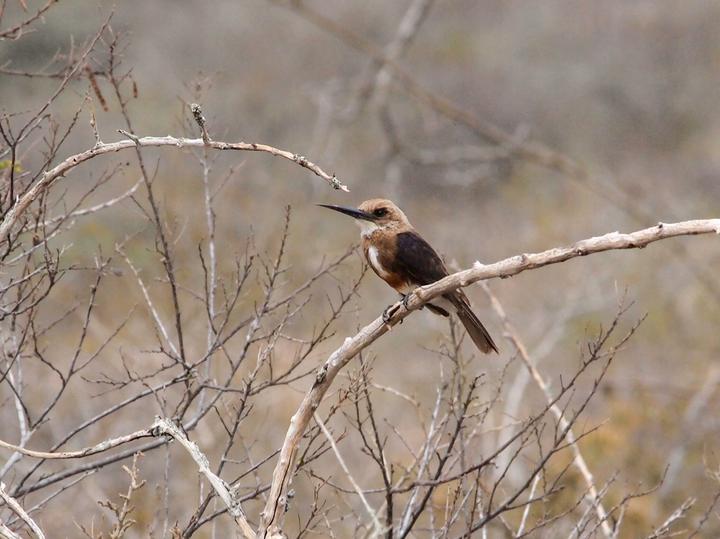 Pale-headed Jacamar