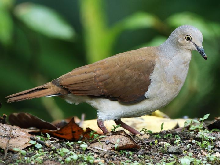 Pallid Dove