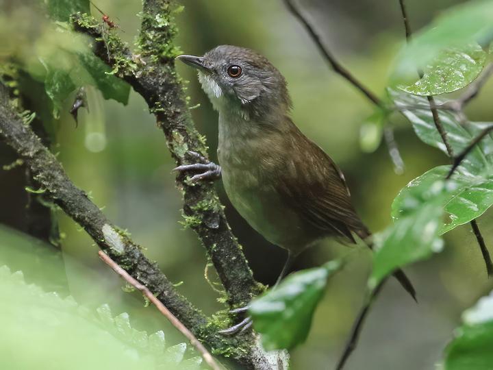 Pale-breasted Illadopsis