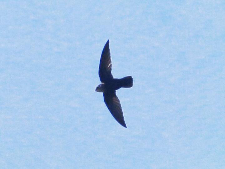 Pale-rumped Swift