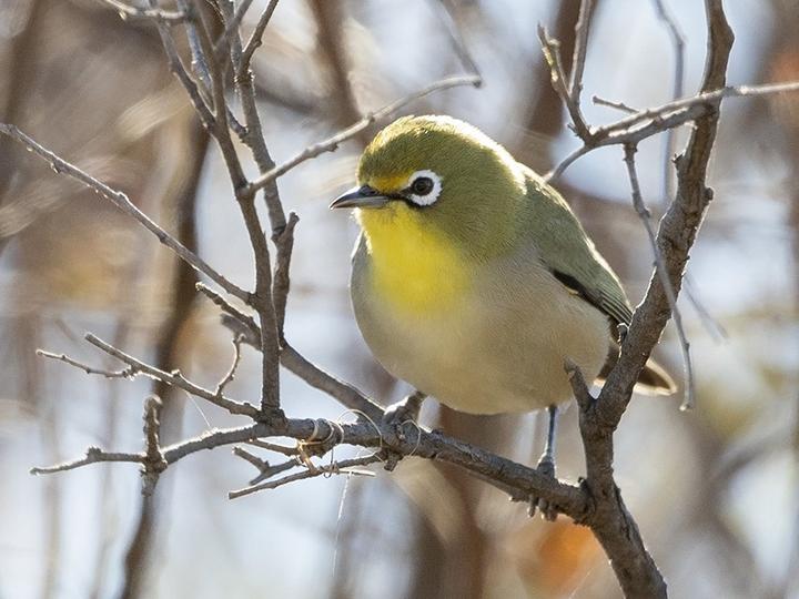 Orange River White-eye