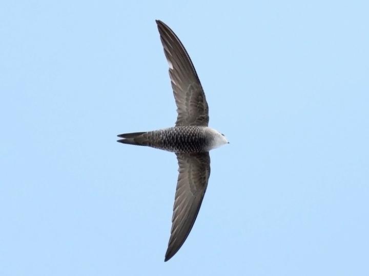 Pallid Swift