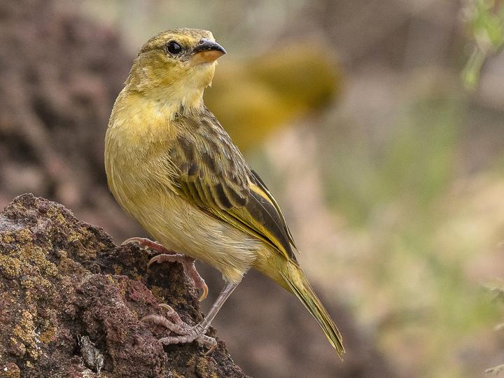 Golden-backed Weaver