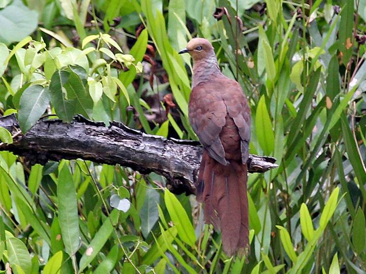 Sultan's Cuckoo-Dove