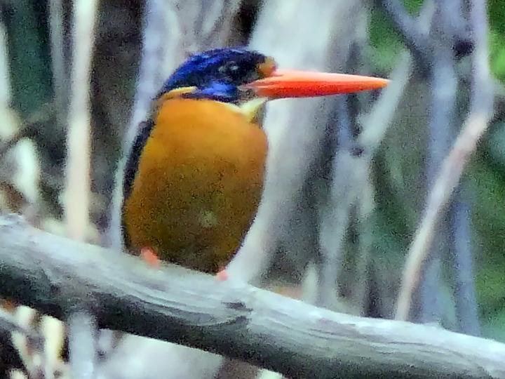 Sula Dwarf Kingfisher