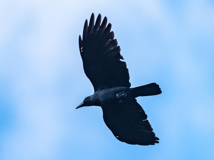 Sulawesi Crow
