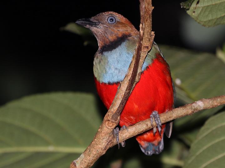 Sulawesi Pitta