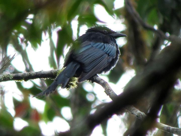 Sulawesi Drongo