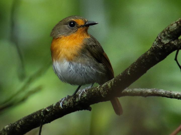 Lompobattang Flycatcher