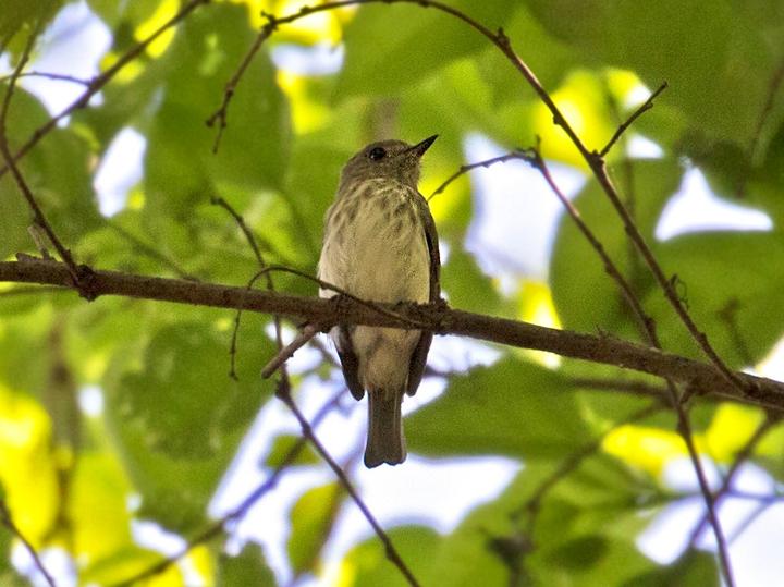 Sulawesi Streaked Flycatcher