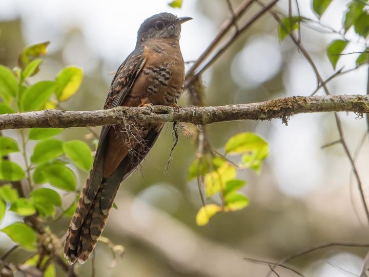 Sulawesi Brush Cuckoo