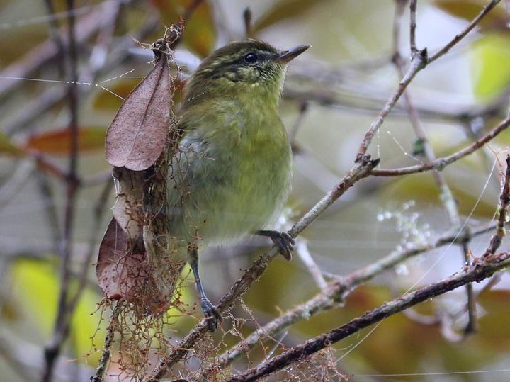 Sulawesi Leaf Warbler