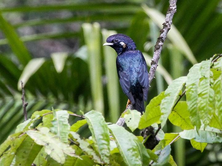 Sulawesi Myna