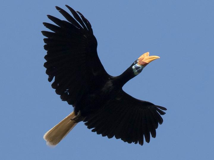Knobbed Hornbill