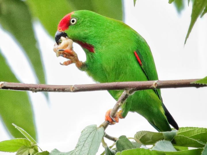 Great Hanging Parrot