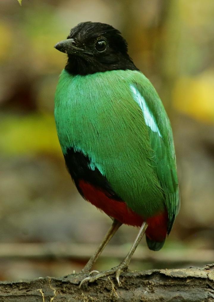 Minahasa Hooded Pitta