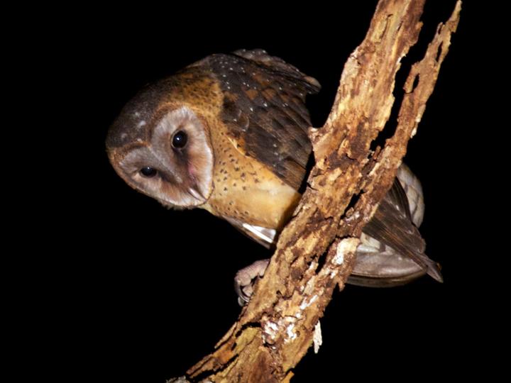 Sulawesi Masked Owl