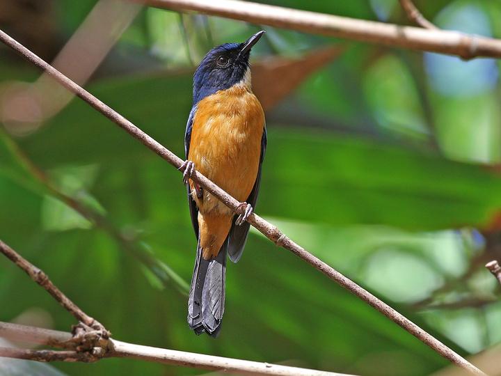 Sulawesi Blue Flycatcher
