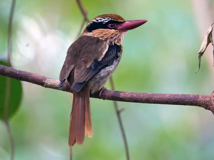 Sulawesi Lilac Kingfisher
