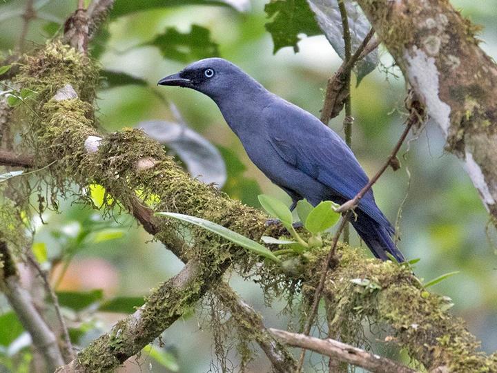 Cerulean Cuckooshrike