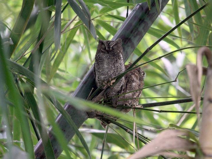 Sulawesi Scops Owl