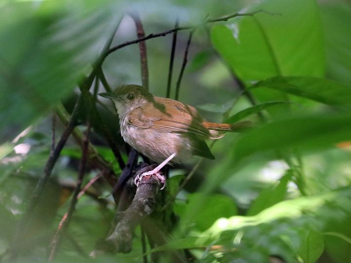 Sulawesi Babbler