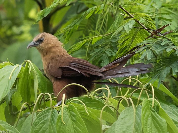 Bay Coucal