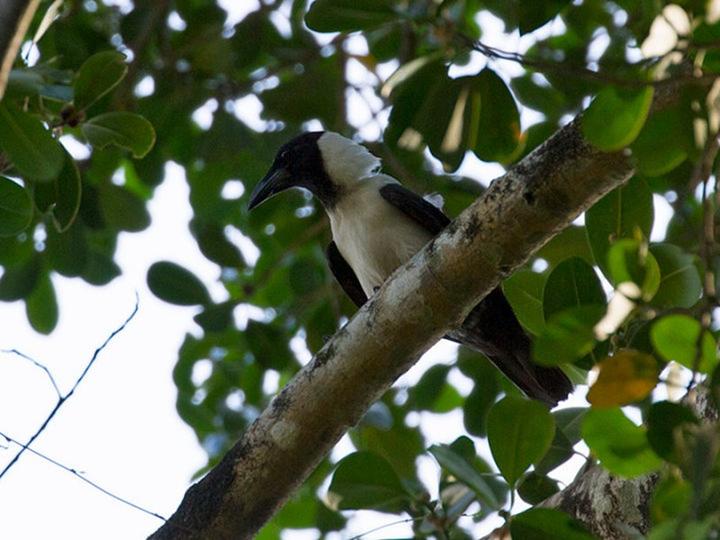 Piping Crow