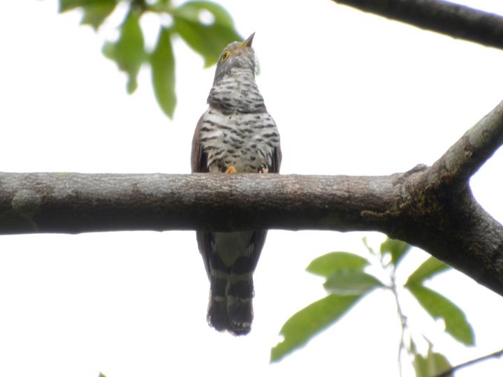 Sulawesi Cuckoo