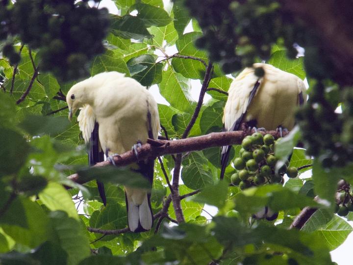 Silver-tipped Imperial Pigeon