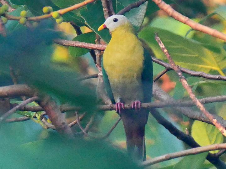 Sula Fruit Dove
