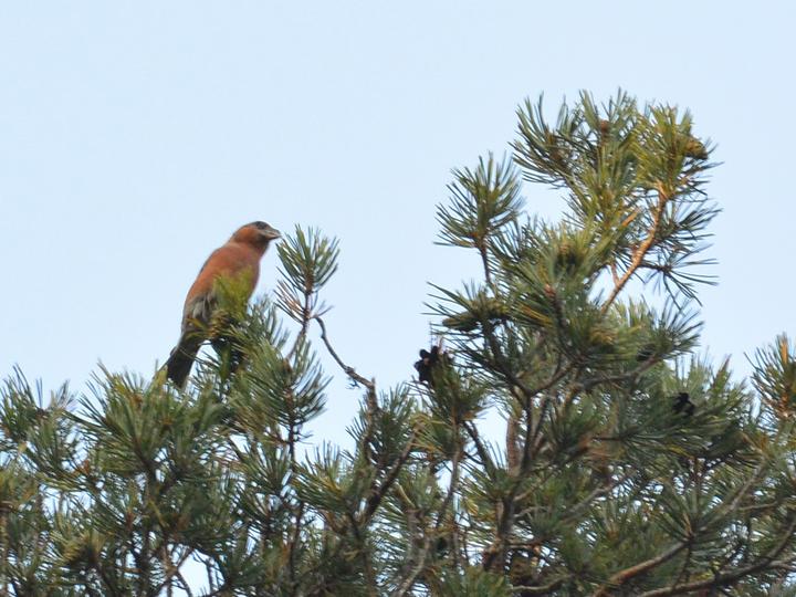 Scottish Crossbill