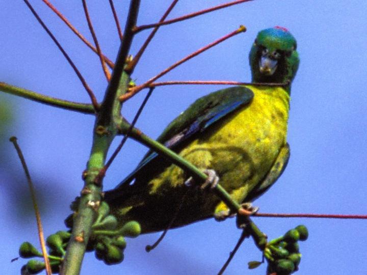 Blue-winged Racket-tail