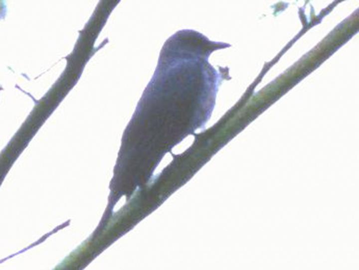 Sulu Cuckooshrike