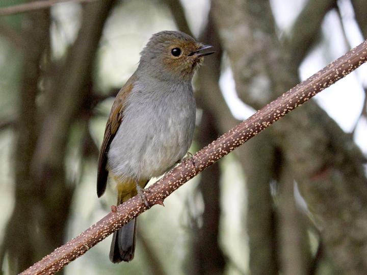 Rufous-vented Niltava