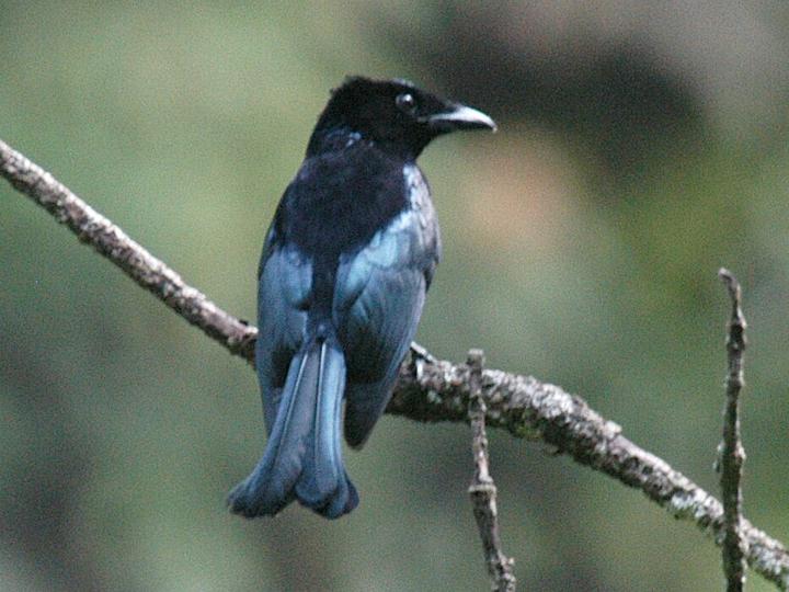 Sumatran Drongo