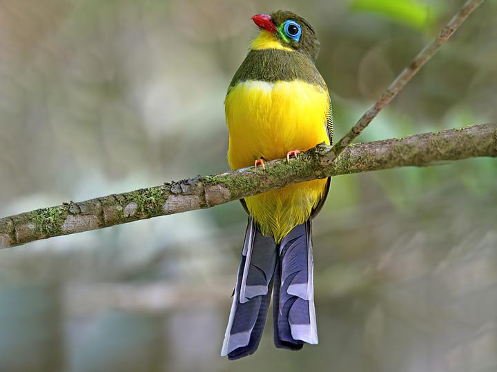 Sumatran Trogon