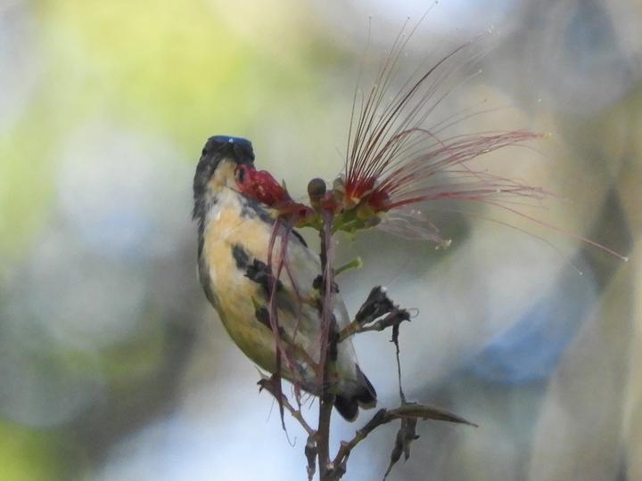 Sumatran Flowerpecker