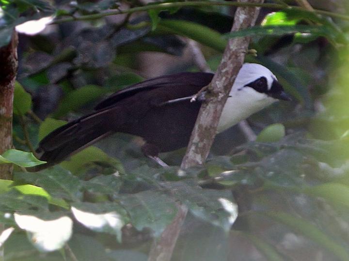Sumatran Laughingthrush
