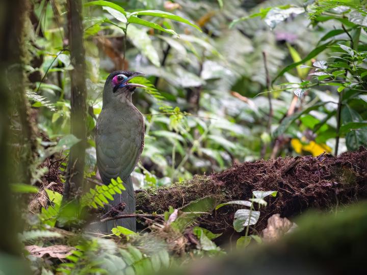Sumatran Ground Cuckoo