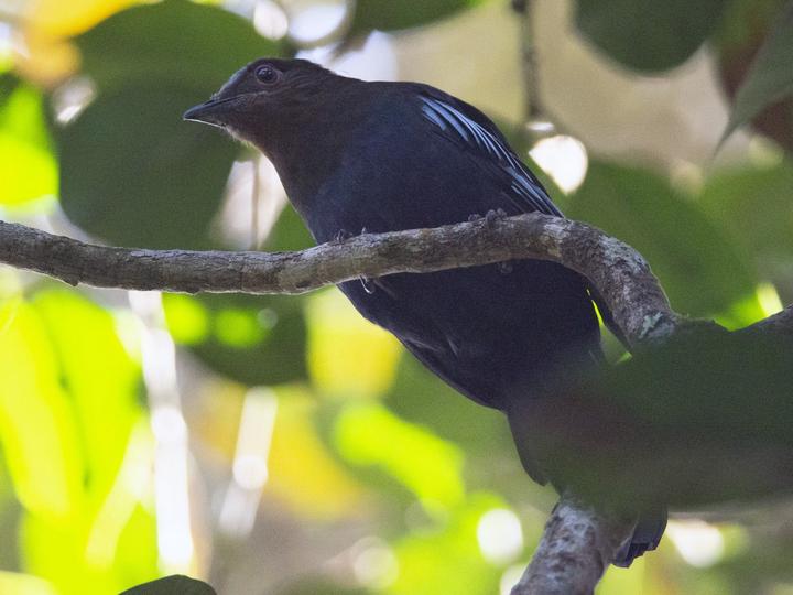 Sumatran Cochoa